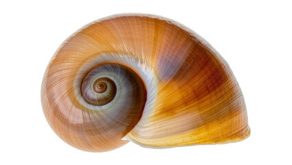 Brown spiral snail shell with iridescent hues, isolated on transparent background © Marcel