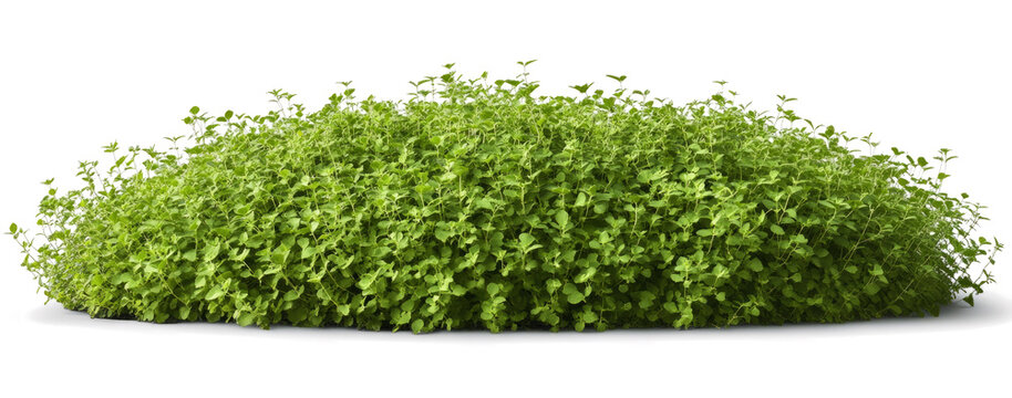  lush green plant cluster, possibly a large mint or oregano bush, isolated against a transparent background