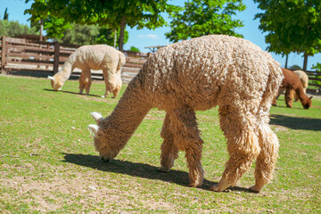 Fototapeta premium Herd of alpacas grazing in the meadows