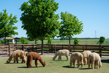 Fototapeta premium Herd of alpacas grazing in the meadows