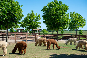 Fototapeta premium Herd of alpacas grazing in the meadows