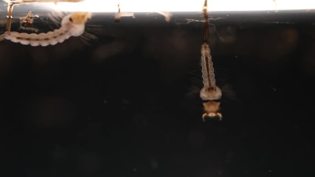 Mosquito Larvae Developing In Stagnant Water Pool 4K Macro Footage