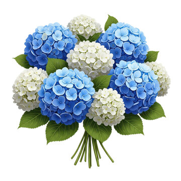 Beautiful bouquet of blue and white hydrangeas with green leaves isolated on transparent background, garden flowers for decoration.