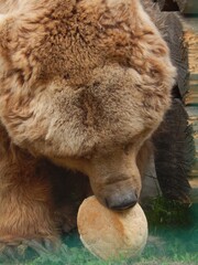 Fototapeta premium brown bear in zoo