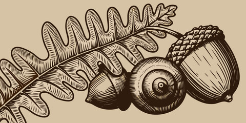 illustration of snail on oak leaf and acorn © Usa