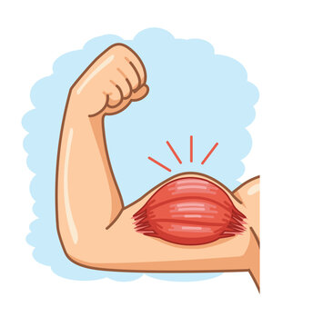 Biceps Muscle Contraction During Arm Flexion Illustration