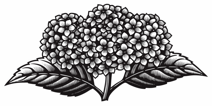 black and white drawing of a hydrangea flower