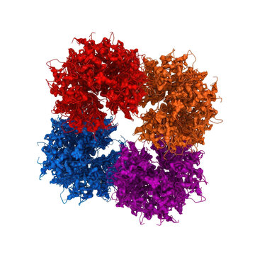 Complex protein structure made of four different colored subunits assembled in a circular formation, scientific molecular model shown isolated on transparent background.