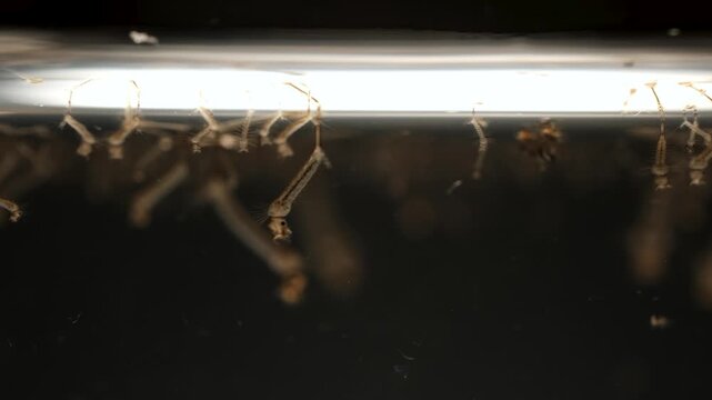 Mosquito Larvae Developing In Stagnant Water Pool 4K Macro Footage