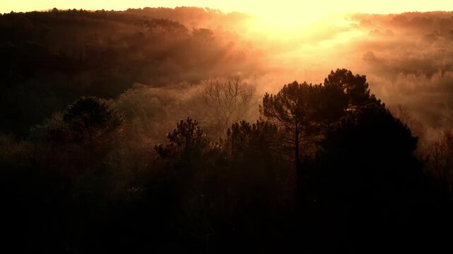 Misty Forest at Sunrise Aerial View