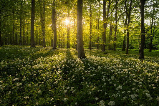 Spring Blooming of Wild Garlic (Allium ursinum) in the Riparian Forests by the Odra River, Poland