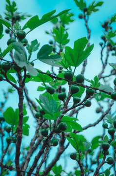 Young Figs on Branch