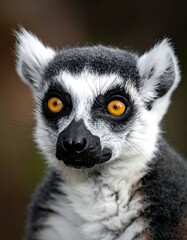 Fototapeta premium Ring-tailed lemur with orange eyes.