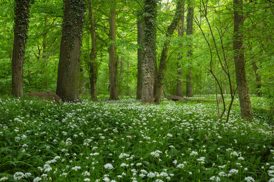 Spring Blooming of Wild Garlic (Allium ursinum) in the Riparian Forests by the Odra River, Poland