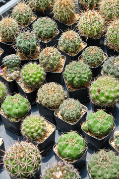 Cactuses in a pot at the nursery.