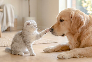 子猫が犬の鼻に前足で触れるペット © YUTO PHOTOGRAPHER