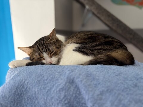 cat lying on the bed
