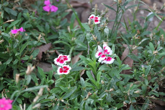 Bright pink and bicolor Chinese pink flowers blooming in a summer garden. Dianthus chinensis with fringed petals and green foliage. Valencia, Spain.