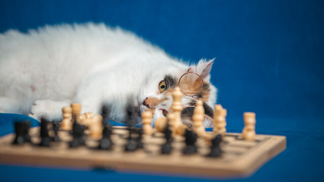 Calico cat curiously observing a chess game on a blue background during a quiet indoor afternoon
