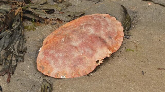 Crab shell carapace remains in the sand of a beach close up stock footage
