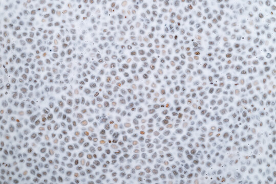 Close up of chia seeds soaking in milk, preparation for healthy chia pudding