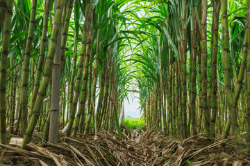 Sugarcane field with plants growing © lzf