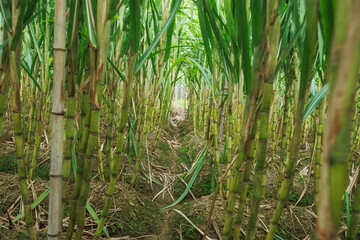 Fototapeta premium Sugarcane field with plants growing