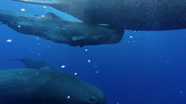 Sperm whales swimming together in deep blue ocean