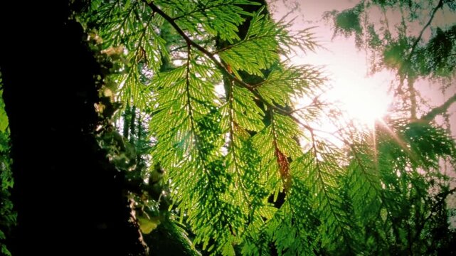 Sunlight streaming through lush green cedar tree branches in a temperate rainforest with cinematic lens flare.
