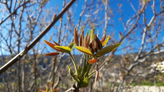 Young walnut tree leaves sprouting in spring against blue sky.