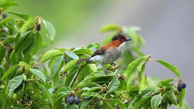Chestnut backed bulbul foraging and watching on leafy stalk