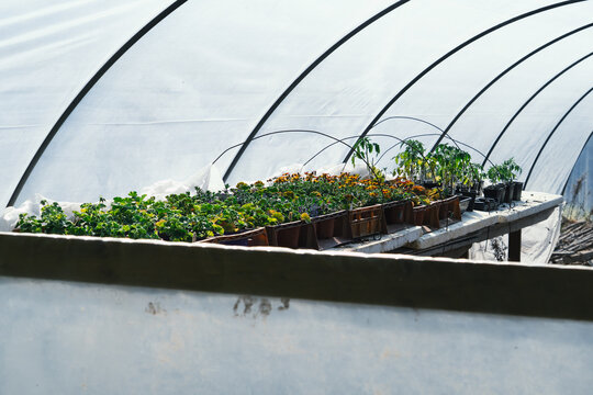 plants in greehouse