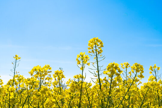 close up of yellow rapeseed