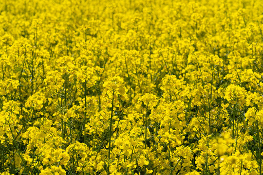 yellow rape field