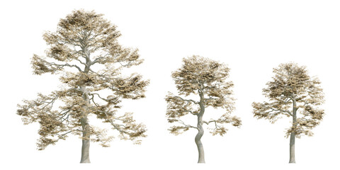 Obraz premium 3d render Acer Palmatum trees Japanese Maple Trees With Delicate Foliage On Transparent Background