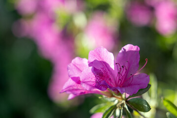 Fototapeta premium Close-up of Pink Azalea Flowers in Spring Garden, Translucent Petals with Soft Backlight, Nature Background in Shanghai Zoo