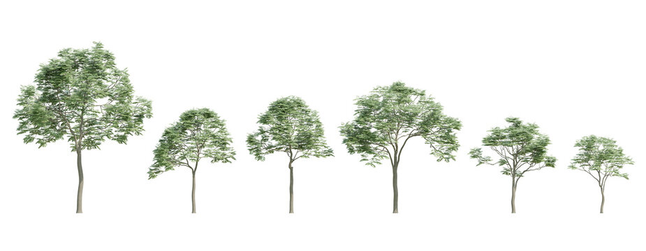 3d render Dimensional Illustration Of Sapindus Mukorossi Trees In A Row On A Transparent Background