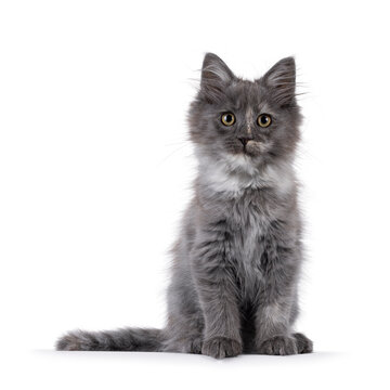 Cute Maine Coon cat kitten, sitting up facing front, Looking to camera. Isolated on a solid white background.