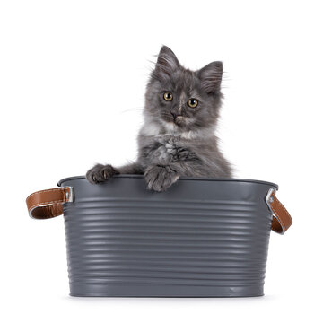 Cute Maine Coon cat kitten, sitting in metal bucket. Looking to camera. Isolated on a solid white background.
