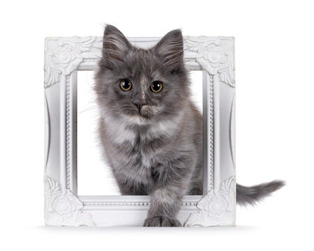 Cute Maine Coon cat kitten, stepping through white photo frame. Looking to camera. Isolated on a solid white background.
