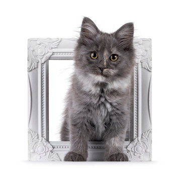 Cute Maine Coon cat kitten, standing through white photo frame. Looking to camera. Isolated on a solid white background.
