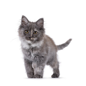 Cute Maine Coon cat kitten, walking facing front, Looking to camera. Isolated on a solid white background.