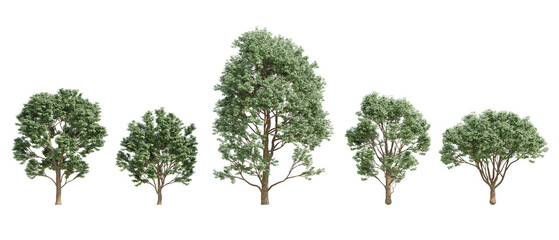 Obraz premium 3d render Of Five Green Acer Griseum Trees In 3D Illustration With Bark Texture On Transparent Background