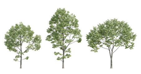 Front View Of Three Acer Negundo Trees In 3D Illustration On Transparent Background For Botanical Use © Sandy