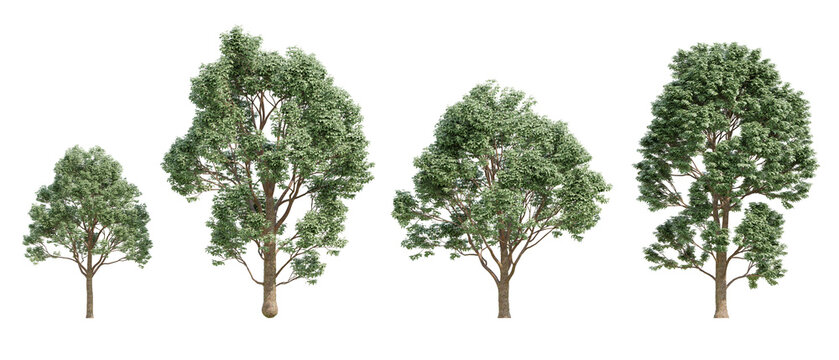 Front View Of Four Acer Griseum Trees In A Row High Detail 3D Illustration On Transparent Background