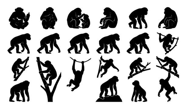 Chimpanzee silhouettes vector set with wild monkeys climbing walking sitting and hanging on branches isolated on white background for graphic design