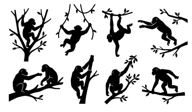 Chimpanzee silhouettes vector collection with wild monkeys climbing jumping hanging on jungle tree branches isolated on white background graphics