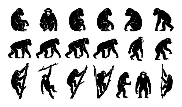 Chimpanzee silhouettes vector set with wild monkeys walking sitting climbing and standing isolated on white background for design graphic