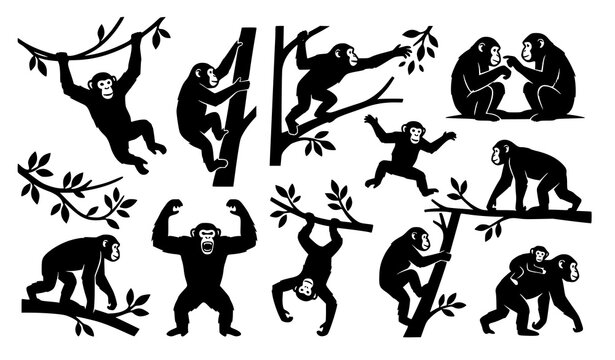 Chimpanzee silhouettes vector set with wild monkeys climbing jumping hanging on branches isolated on white background for graphic design