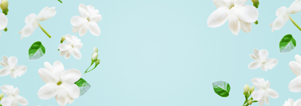 White arabian jasmine flowers and green leaves on soft blue background, minimal floral banner with copy space for design. suitable for fragrance, perfume, aromatherapy, tea, drink background. 